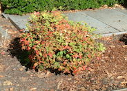Dwarf Heavenly Bamboo