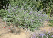 Winifred Gillman Blue Sage