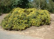 Euryops pectinatus
