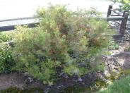 Grevillea 'Noellii'