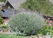 Lavandula angustifolia 'Hidcote'