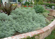 Artemisia 'Powis Castle'