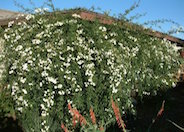 Rosa banksiae 'Alba Plena'