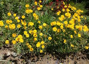 Coreopsis lanceolata