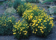 Coreopsis verticillata 'Golden Shower'