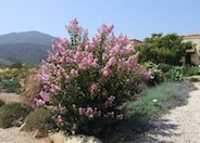 Crape Myrtle