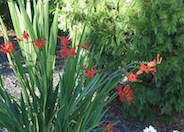 Crocosmia 'Lucifer'