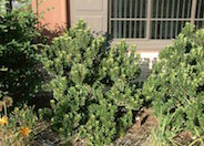 Myrsine africana