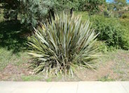 Phormium tenax