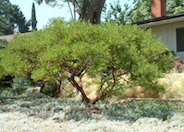 Arctostaphylos densiflora 'Howard McMinn