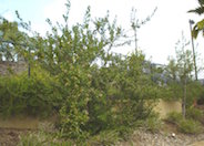 Rhus integrifolia