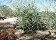Rhus ovata