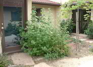 Ribes sanguineum