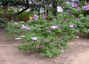 Syringa vulgaris