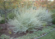 Bush Germander