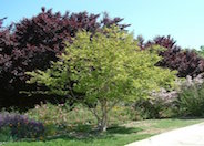 Natchez Crape Myrtle