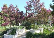 Muskogee Crape Myrtle