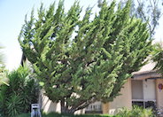 Hollywood Juniper