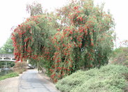 Callistemon citrinus